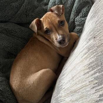 Dundee -  Mixed Breed Dog for Adoption in Dubuque, Iowa - Dundee | PetCurious