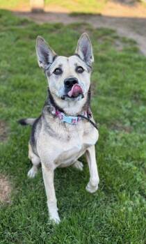 Luna available at Charlie