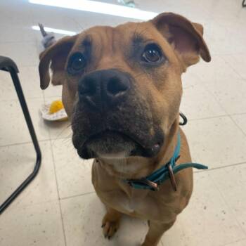 American Staffordshire Terrier and Pit Bull Terrier Dogs Available for Adoption in Davenport, Iowa - Soss | PetCurious