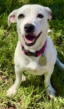Dalmatian Dogs Available for Adoption in Hondo, Texas - Orchid - Sweetest Dog | PetCurious