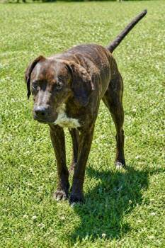 Plott Hound Dogs Available for Adoption in Maryville, Tennessee - Top_O | PetCurious