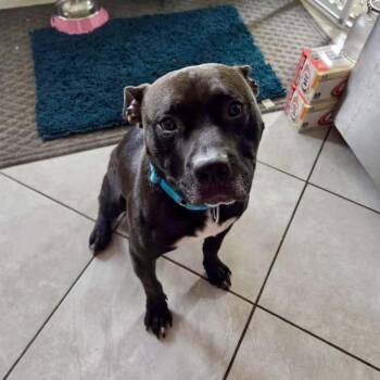 Bruce -  Pit Bull Terrier and Mixed Breed Dog for Adoption in Valparaiso, Indiana - Bruce | PetCurious