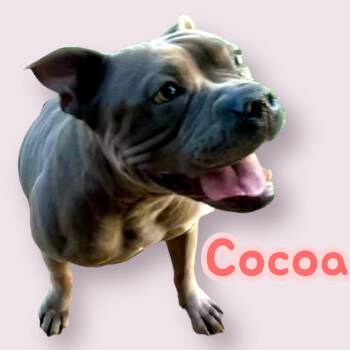 Rescue Bulldog Dogs for Adoption in Chuckey, Tennessee - Cocoa - NJ | PetCurious