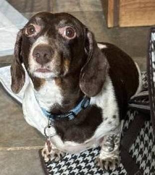 Rescue Dachshund Dogs for Adoption in Georgetown, Kentucky - TEDDY PIEBALD | PetCurious