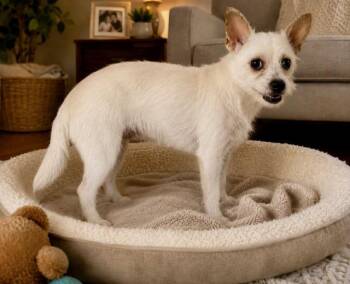 Vinny -  Maltese Dog for Adoption in Tifton, Georgia - Vinny | PetCurious
