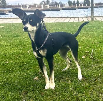 Rat Terrier Dogs Available for Adoption in Toronto, Ontario - Rhemi | PetCurious