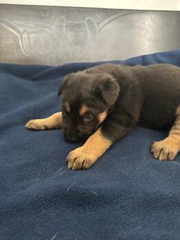 Ello -  Shepherd and Husky Dog for Adoption in Winnipeg, Manitoba - Ello | PetCurious