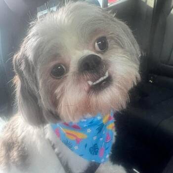 Rescue Shih Tzu Dogs for Adoption in West Miami, Florida - Brindi | PetCurious