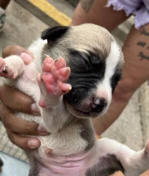 SCOTT -  Mixed Breed Dog for Adoption in Dallas, Texas - SCOTT | PetCurious
