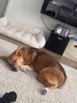 Australian Shepherd Dogs Available for Adoption - KayKay | PetCurious