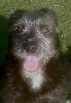 Mixed Breed and Standard Schnauzer Dogs Available for Adoption - Didi! SweetestTeddy Bear!  | PetCurious