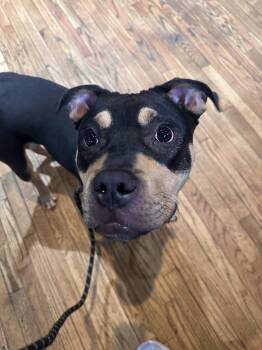 Rottweiler Dogs Available for Adoption in Deering, New Hampshire - Austin | PetCurious