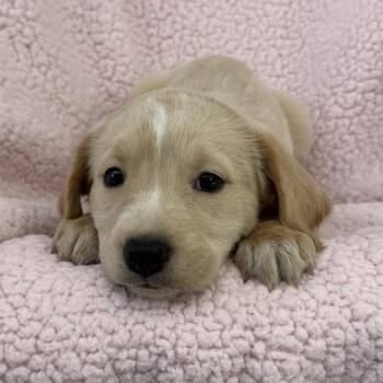 Chalk Pup - Hop Scotch -  Spaniel and Terrier Dog for Adoption in San Diego, California - Chalk Pup - Hop Scotch | PetCurious