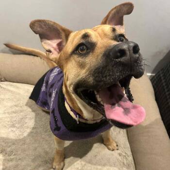 Rescue Terrier and Mixed Breed Dogs for Adoption in Jarrettsville, Maryland - Whiskey/Rob | PetCurious