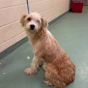Solana -  Mixed Breed Dog for Adoption in Memphis, Tennessee - Solana | PetCurious