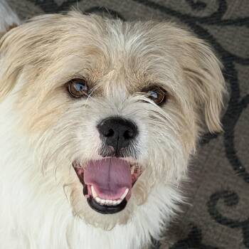 Sherman -  Border Terrier Dog for Adoption in Pumpkin Center, California - Sherman | PetCurious