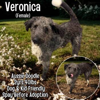 Aussiedoodle Dogs Available for Adoption in Lancaster, Kentucky - Veronica | PetCurious
