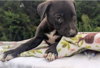 BEAU -  German Shepherd Dog Dog for Adoption in Fosters, Alabama - BEAU | PetCurious