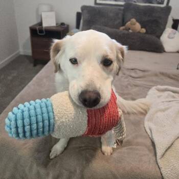 Angel -  Great Pyrenees and Retriever Dog for Adoption in Flagstaff, Arizona - Angel | PetCurious