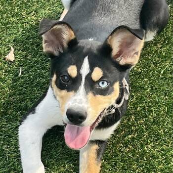Husky and Mixed Breed Dogs Available for Adoption in Bradenton, Florida - Rolly Polly | PetCurious