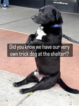 Basset Hound and Labrador Retriever Dogs Available for Adoption in Petaluma, California - Apollo | PetCurious