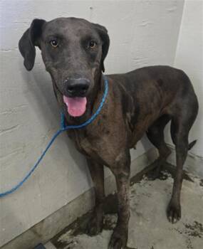 BIG MAMA -  Great Dane and Doberman Pinscher Dog for Adoption in Camarillo, California - BIG MAMA | PetCurious