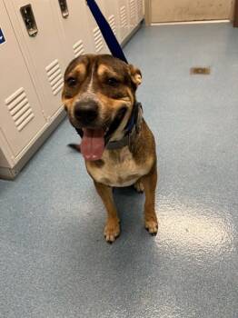 JAX -  American Staffordshire Terrier Dog for Adoption in Pearland, Texas - JAX | PetCurious