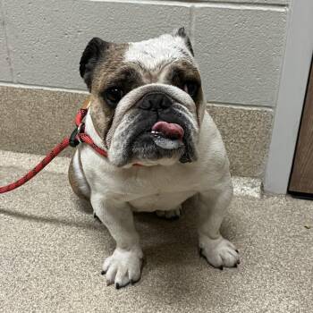 Claudia -  English Bulldog Dog for Adoption in Bristol, Indiana - Claudia | PetCurious