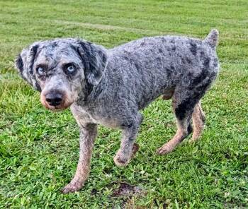 Boomer-Gorgeous Blue Eyed Doodle! -  Australian Shepherd and Poodle Dog for Adoption in Fort Myers, Florida - Boomer-Gorgeous Blue Eyed Doodle! | PetCurious