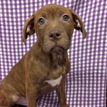 Boxer Dogs Available for Adoption - Liam | PetCurious