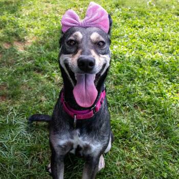 Gisselle -  German Shepherd Dog Dog for Adoption in Houston, Texas - Gisselle | PetCurious