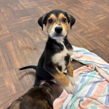 Cinnamon Toast Crunch -  Mixed Breed Dog for Adoption in Roxboro, North Carolina - Cinnamon Toast Crunch | PetCurious