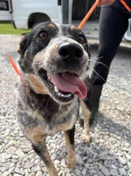 Australian Cattle Dog Blue Heeler Dogs Available for Adoption in Munfordville, Kentucky - Heart | PetCurious
