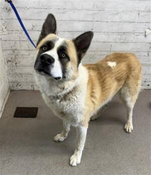 OLIVER -  Akita Dog for Adoption in San Bernardino, California - OLIVER | PetCurious