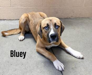 Bluey -  Shepherd and Labrador Retriever Dog for Adoption in Clearfield, Kentucky - Bluey | PetCurious