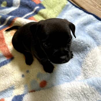 Patti -  Chihuahua and Mixed Breed Dog for Adoption in Helena, Alabama - Patti | PetCurious