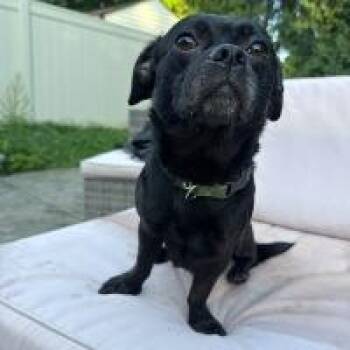 Zues -  Pug Dog for Adoption in Monticello, New York - Zues | PetCurious