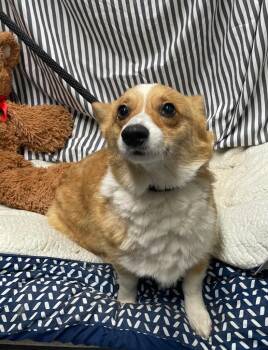 Corgi Dogs Available for Adoption in Fort Worth, Texas - Cleo | PetCurious