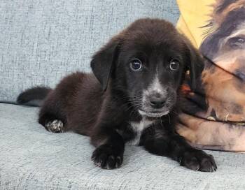 Eldrin -  Australian Shepherd Dog for Adoption in Cottonwood, Arizona - Eldrin | PetCurious