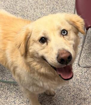 Apollo -  Siberian Husky and Golden Retriever Dog for Adoption in Golden, Colorado - Apollo | PetCurious