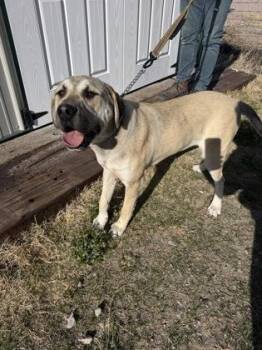 Mastiff and Border Collie Dogs Available for Adoption in Mccook, Nebraska - Marco | PetCurious