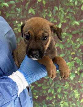 Rescue Labrador Retriever and Mixed Breed Dogs for Adoption in San Antonio, Texas - Retry | PetCurious