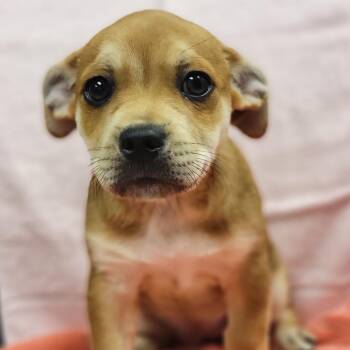 Mixed Breed Dogs Available for Adoption - Sweet Pea | PetCurious