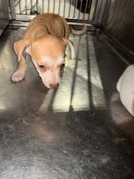 LEE -  Mixed Breed Dog for Adoption in Dallas, Texas - LEE | PetCurious