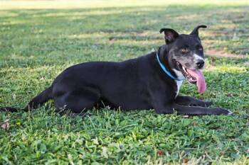 REGIS -  Labrador Retriever and Mixed Breed Dog for Adoption in Albuquerque, New Mexico - REGIS | PetCurious