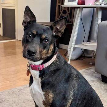 Labrador Retriever and American Staffordshire Terrier Dogs Available for Adoption - Mischa | PetCurious