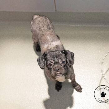 Ratatouille -  Pug and Mixed Breed Dog for Adoption in Abilene, Texas - Ratatouille | PetCurious