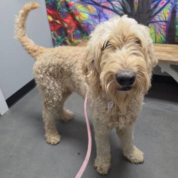 Teddy Bear -  Poodle and Mixed Breed Dog for Adoption in Normal, Illinois - Teddy Bear | PetCurious