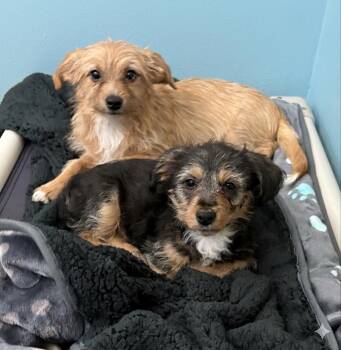 Mixed Breed Dogs Available for Adoption in Hazlet, New Jersey - Jerry | PetCurious
