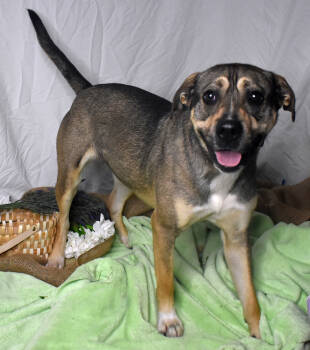 Rescue Pit Bull Terrier Dogs for Adoption in Monroe, Louisiana - Cookie | PetCurious